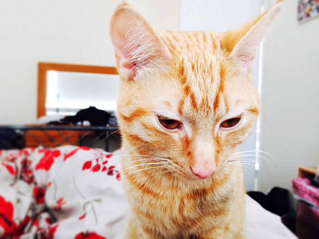 vicredstar's tweet photo. I think he loves me back @JamesBurgess22 😻 #gingerstogether #Dexter http://t.co/us3C6Ck1DZ