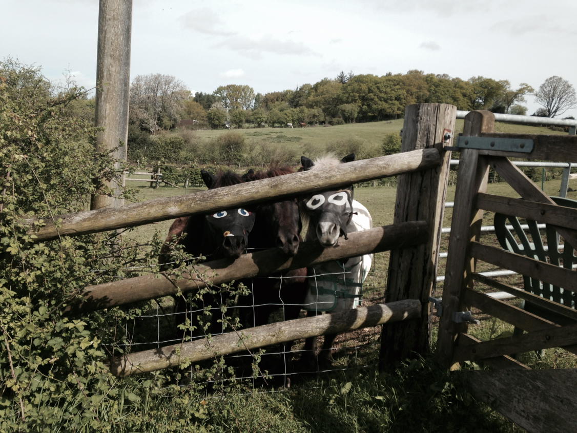 While walking in the #NewForest I had an eerie feeling that I was being watched.
