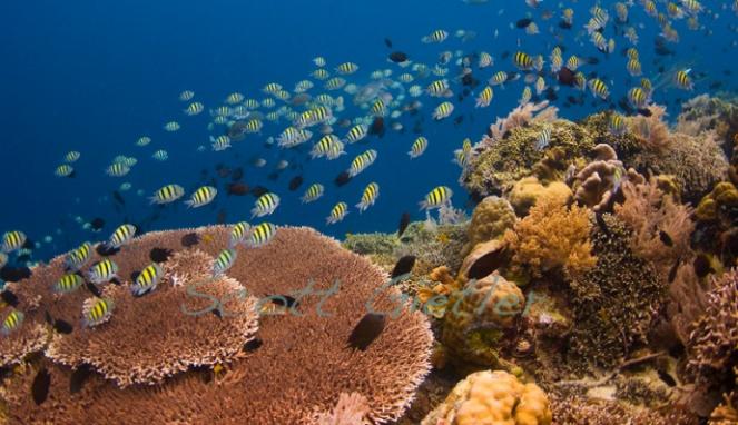 VIVAcoid's tweet photo. RT @VIVA_log: Empat Spot Diving Terkeren di Manado http://t.co/eGYyoRbnne http://t.co/WQh002VGDf
