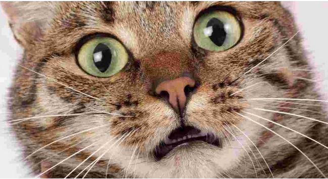 Feliway_Conseil's tweet photo. Peut-on couper les moustaches de son #chat ? http://t.co/tBW4YhSrdI http://t.co/vbnvKJGER4