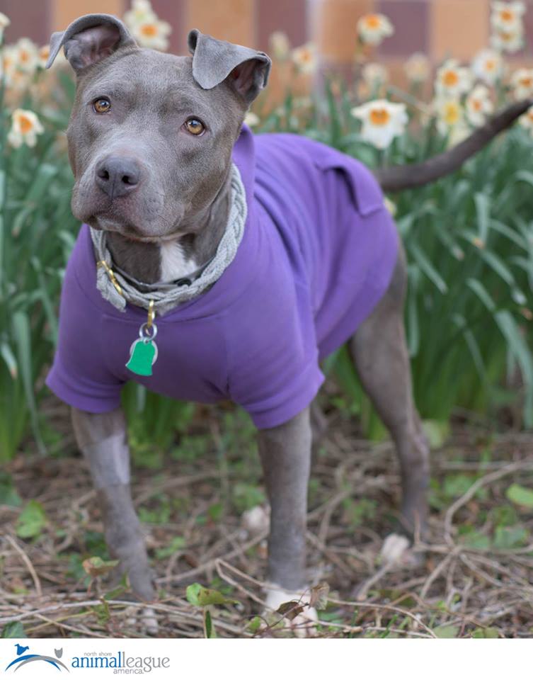 AnimalLeague's tweet photo. Adoption fees for dogs/cats 6 months+ are waived today! Adopt a beautiful pup like Aviva: http://t.co/lhgnEvRpqg http://t.co/IeuOrANVXJ