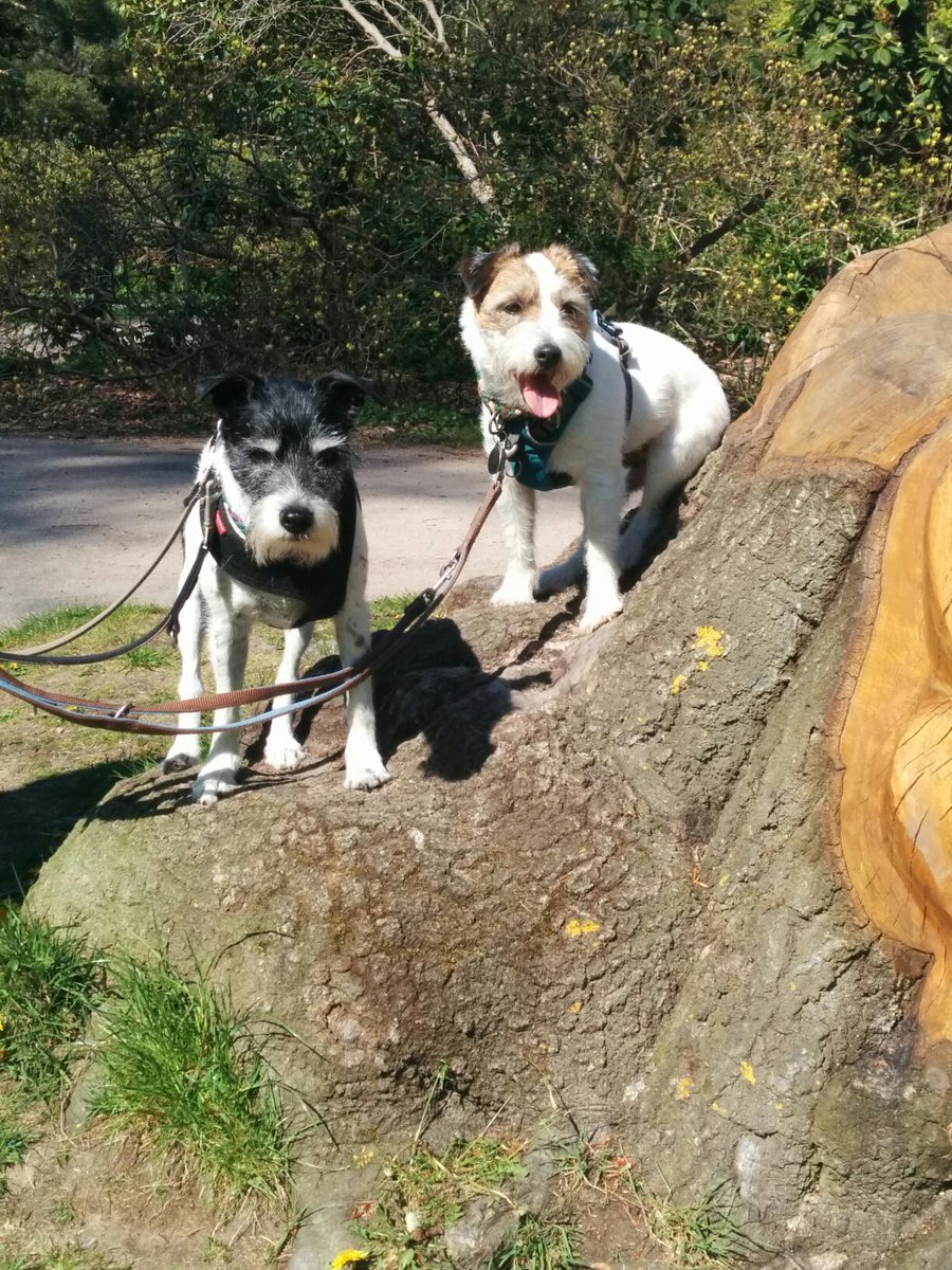ChristinaTiiiin's tweet photo. #DogCelebrationComp #DogCelebration @dogcelebration http://t.co/RtbONjWn0z