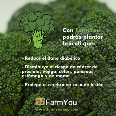 farmyouapp's tweet photo. ¿Conoces los beneficios del brócoli?. Con FarmYou aprenderás cómo cultivarlo #comidaorganica #comidasana http://t.co/YippMPXPuO