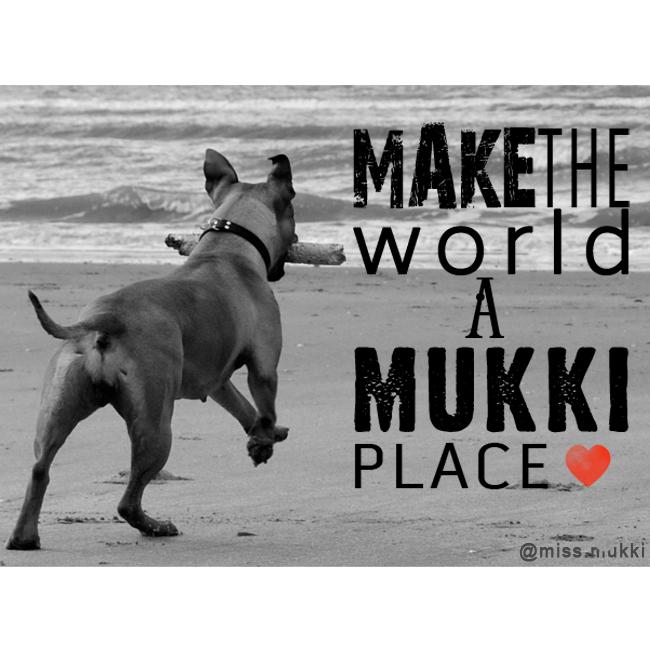missmukki's tweet photo. Make the world a Mukki place!
Follow me on instagram @ miss.mukki
#dog #pet #animal #staffy #pitbull #photo http://t.co/dGNPALZjZJ