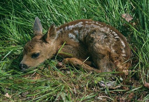 Parco_Pollino's tweet photo. NON TOCCATE I PICCOLI DI CERVO E CAPRIOLO, POTRESTE METTERLI IN PERICOLO! http://t.co/3UQQ9rk6Wn