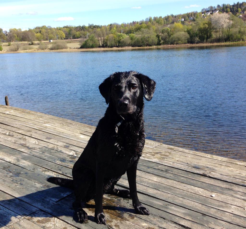 senze61's tweet photo. Skien i vårsola, og badende glad hund! :) #visittelemark #visitgrenland http://t.co/3P1Ufm9mCp