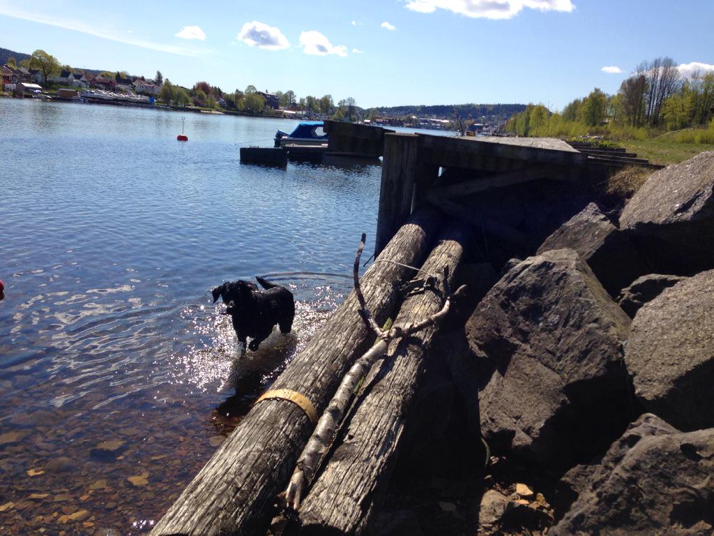 senze61's tweet photo. Skien i vårsola, og badende glad hund! :) #visittelemark #visitgrenland http://t.co/3P1Ufm9mCp