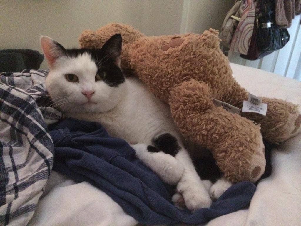 Ruffles, you are a fool.