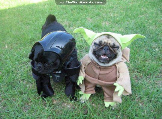 LottoPlace's tweet photo. The prepared mind fortune favors. Therefore play you must!
#Yoda #MayThe4thBeWithYou #StarWarsDay http://t.co/tiN7DxCUDQ