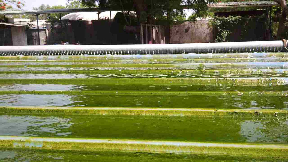 phycospectrum's tweet photo. PHYCO FORT enhancing algae growth http://t.co/TCwWFimn3Y