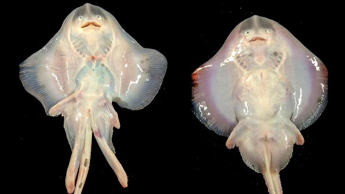 The #Evolution of penis and viviparity. #iFDV
nature.com/ncomms/2015/15…