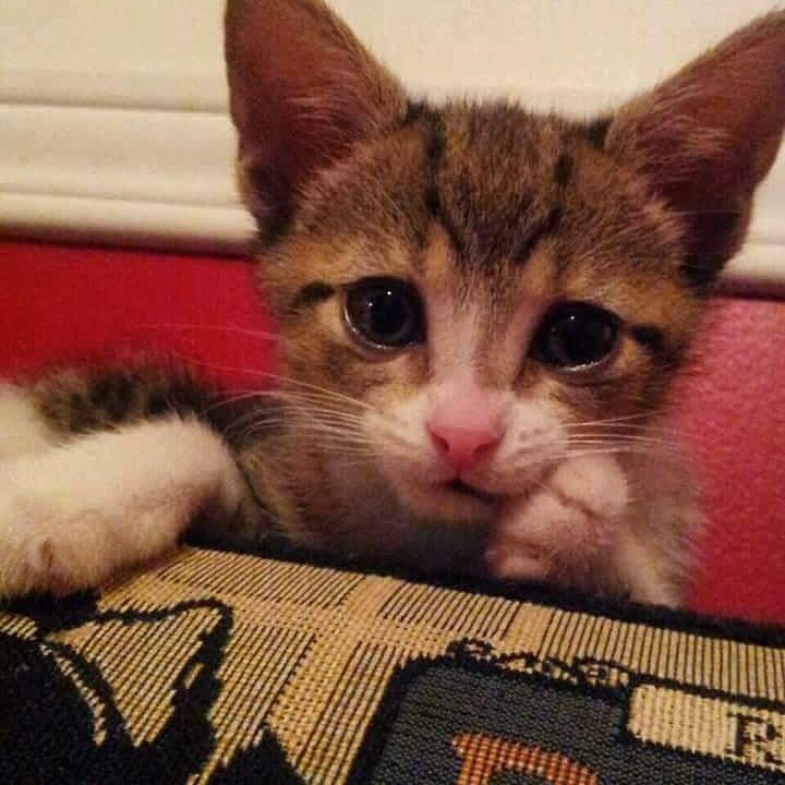 DylanTemesy's tweet photo. Hey its my cats birthday, shoutout to sophie😼 http://t.co/Km9zfwZ13a