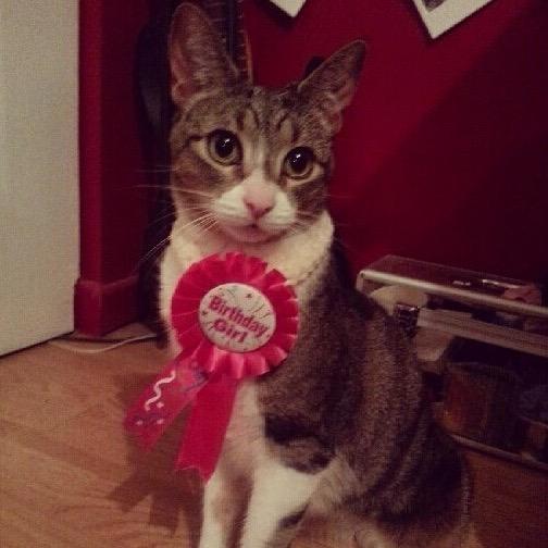 DylanTemesy's tweet photo. Hey its my cats birthday, shoutout to sophie😼 http://t.co/Km9zfwZ13a