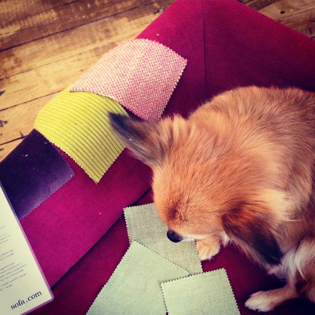 Poppy_thedog's tweet photo. Decisions decisions @sofadotcom Which fabric for my new doggie bed? #sofa.com #luxury #dog #cute #chelsea http://t.co/dycPfOBFhw