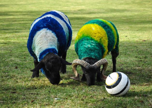 Ipswich vs Norwich Ipswich and Norwich themed sheep rivals