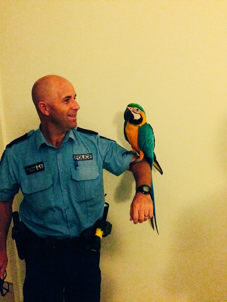 RoebournePol's tweet photo. Caption this? #arghh #pirate #fb #biggerpicturepolicing #expensivebird http://t.co/Ah7TreF6zr