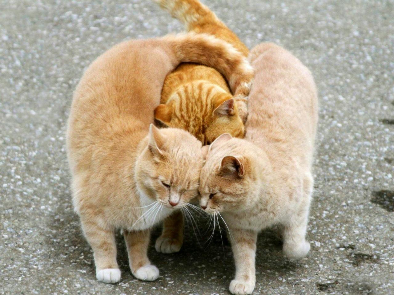 永月弥生 ネコ科 って こう おうおうおう ニィちゃん付き合い悪いやないか ええやないかええやないか ちょっと付きあってんか って感じで挟み込んでくる風習があんのかな かわいい Http T Co Dtwynpsaag Twitter