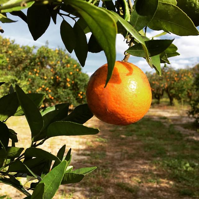 VISITFLORIDA's tweet image. Celebrate #NationalOJDay with a visit to a Florida citrus grove bit.ly/1csiNia