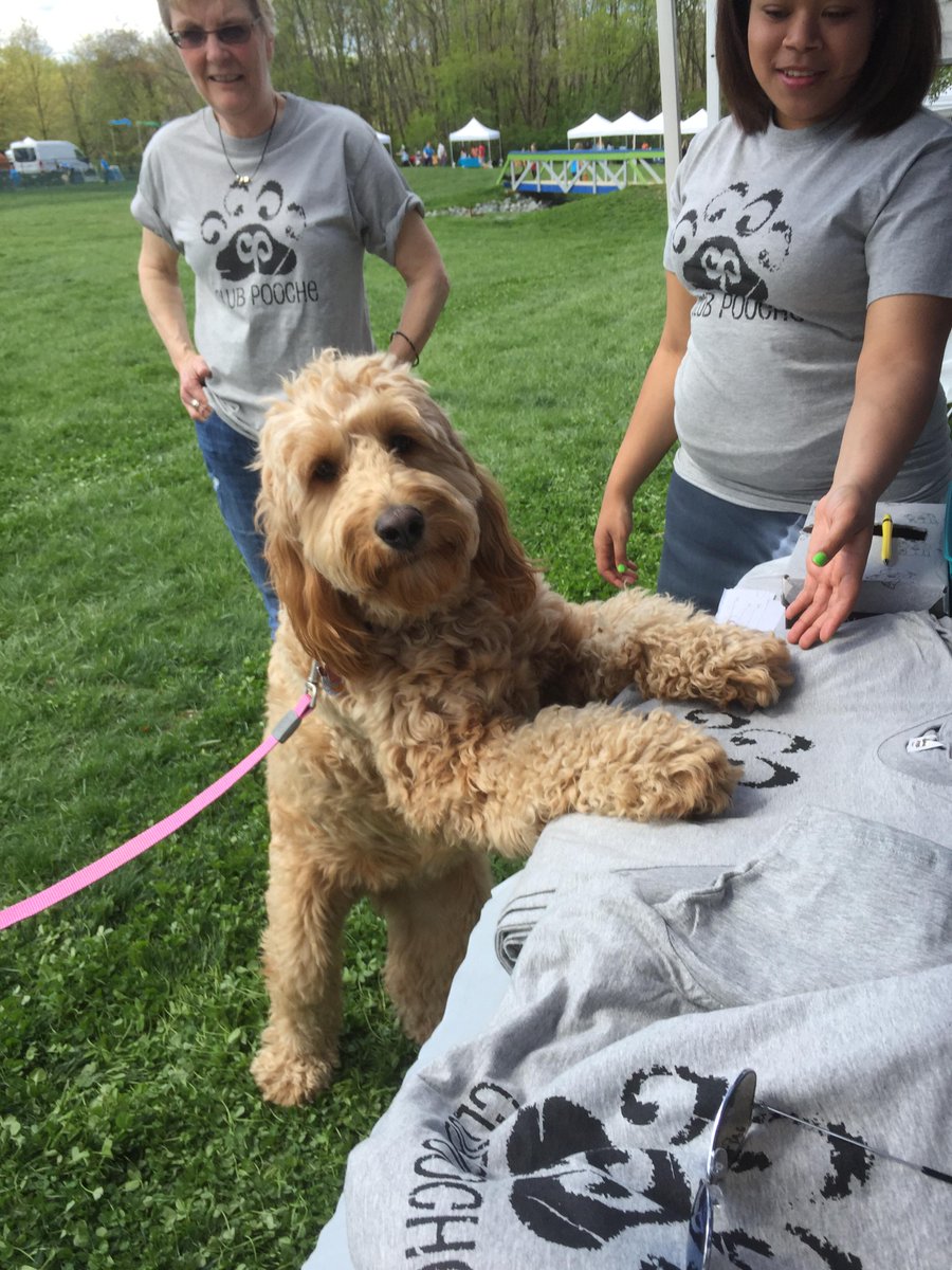 Club_Pooche's tweet photo. A few photos from #DogDay15 on May 2nd. #HoCo http://t.co/vCUutWfWPc