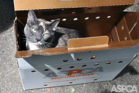 ASPCA's tweet photo. We can't go back in time to prevent #cruelty, but we found the next best thing. http://t.co/W3rmqk4rRD http://t.co/mipqGuNSbu