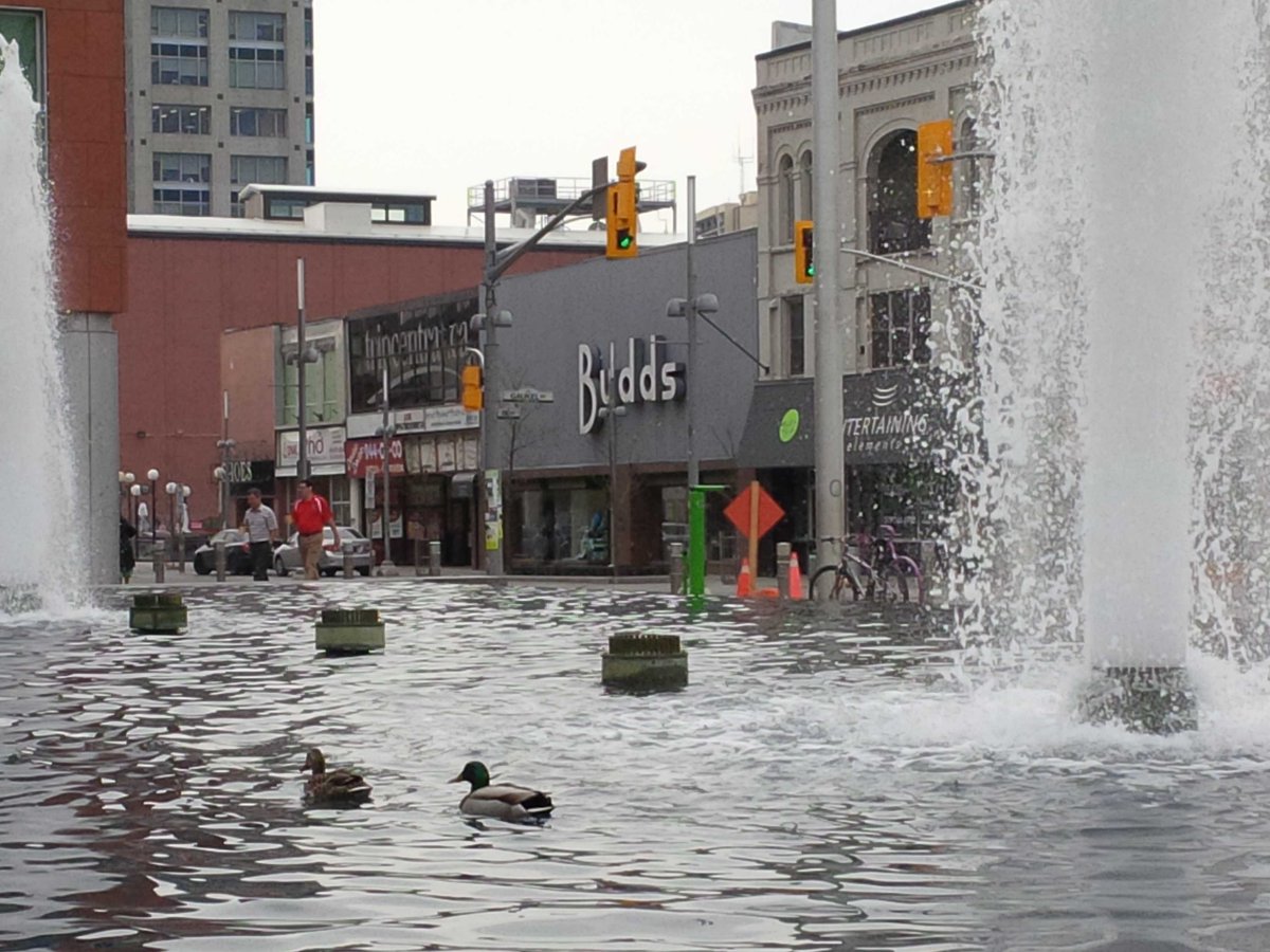 CoryBluhm's tweet photo. Two love birds paying Carl Zehr Sq a visit #springishere http://t.co/qqfQJeBSMa