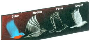 mstpsych's tweet image. Fly my little ap birdies! #parallelprocessing #automaticprocessing
