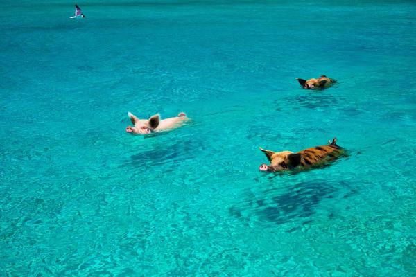 rybotics's tweet photo. Swimming Pigs in the Bahamas http://t.co/hMOP97bKp6
