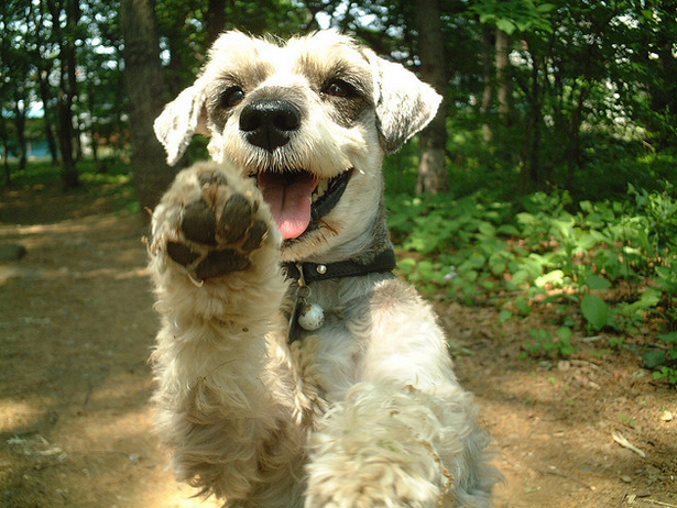 HelloSchnauzer's tweet photo. Hi ~~ #greeting from cute schnauzer http://t.co/zuaBSy1YsV