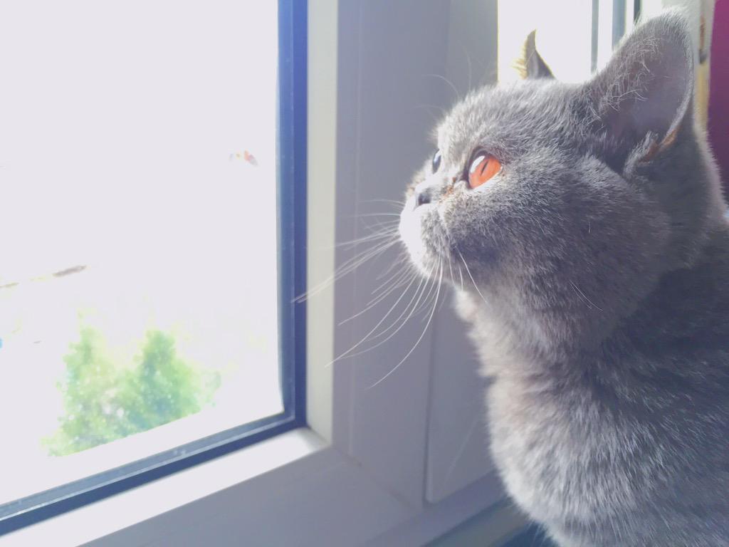kiratheblue's tweet photo. @catsofinstagram ig kira_thebluebritish 😊😊 http://t.co/AKtxAAjnpp