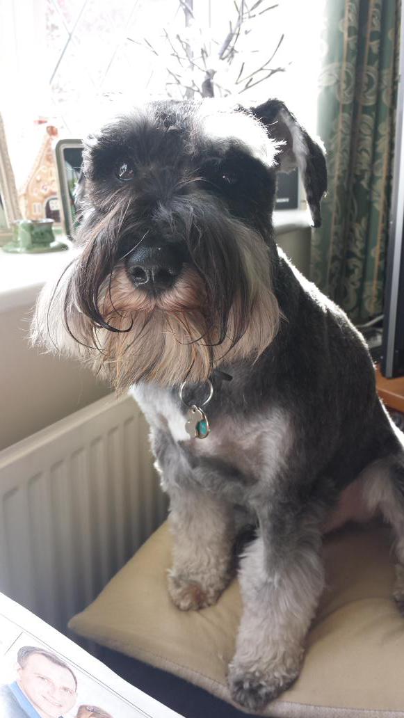 sianrobinson101's tweet photo. @HelloSchnauzer hello from Otto the schnauzer.  💙 http://t.co/j4QdbEfY3c