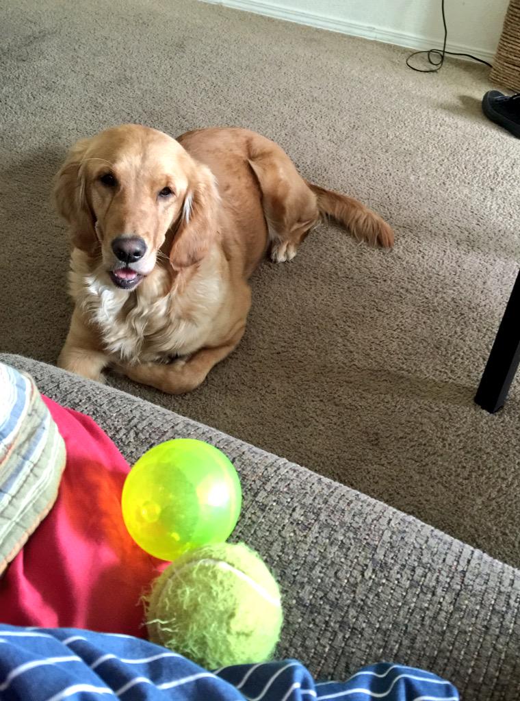 zackydear's tweet photo. Because apparently I didn't get the hint with the first ball. 
#berlyn #playtimeisallthetime #patientlywaiting http://t.co/nRFNPkVw4M
