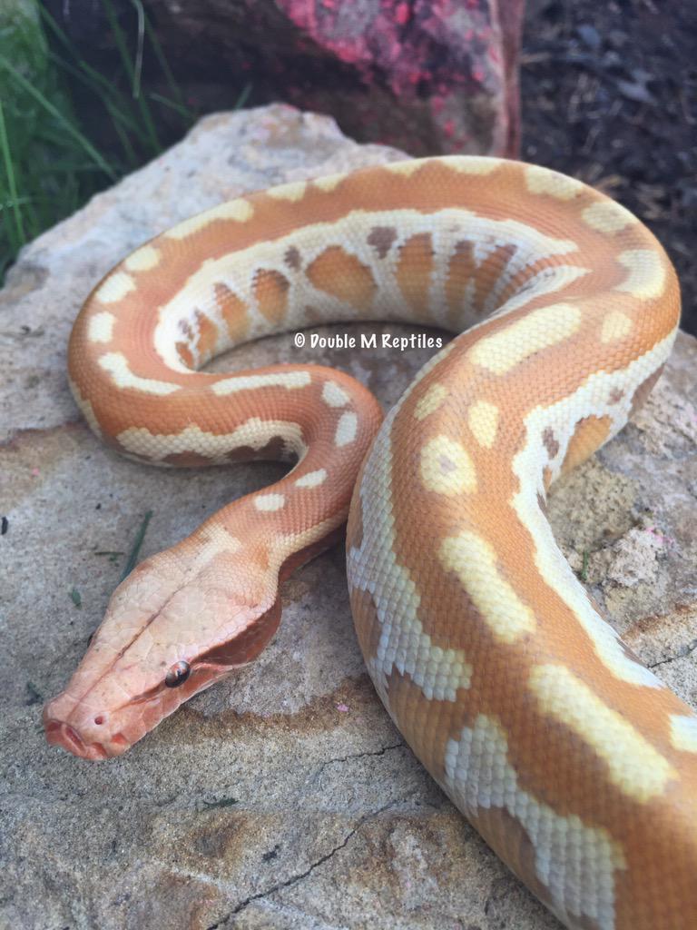 GearworkExotics's tweet image. can&apos;t get enough of her peach and pink highlights on her face #pythonbrongersmai #bloodpython