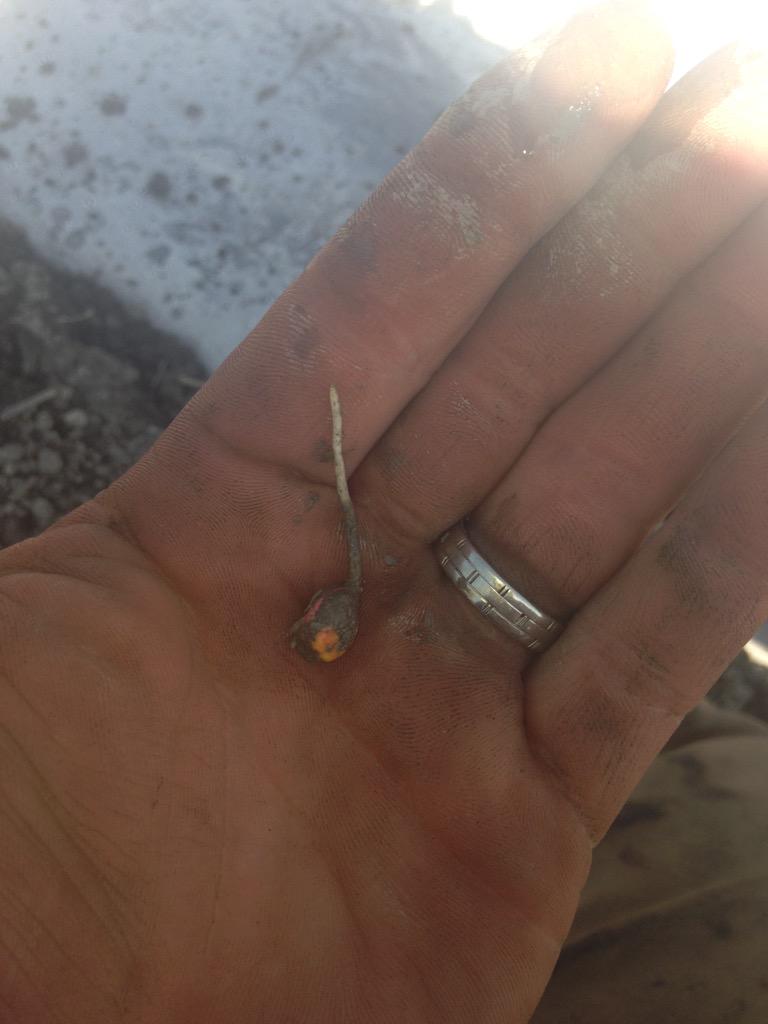 cubbyshilltop's tweet photo. Corn under plastic planted 4 days ago http://t.co/y20DwtOu8F