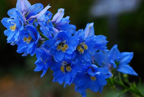 Come into the store this week for a #free Delphinium #flower!
Une Delphinium #gratuite cette semaine! visitez nous!