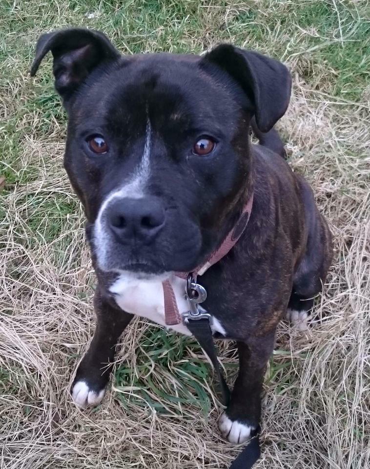 RosedeneRescue's tweet photo. Mickey has been retuned as he didn't get on with cat. Aside from this he's a champ. Sad he's back with us. Pls RT 💙❤️ http://t.co/38ZvwD1PQp