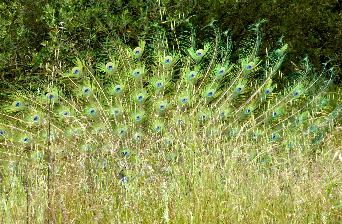 FoodPaths.com tweet media