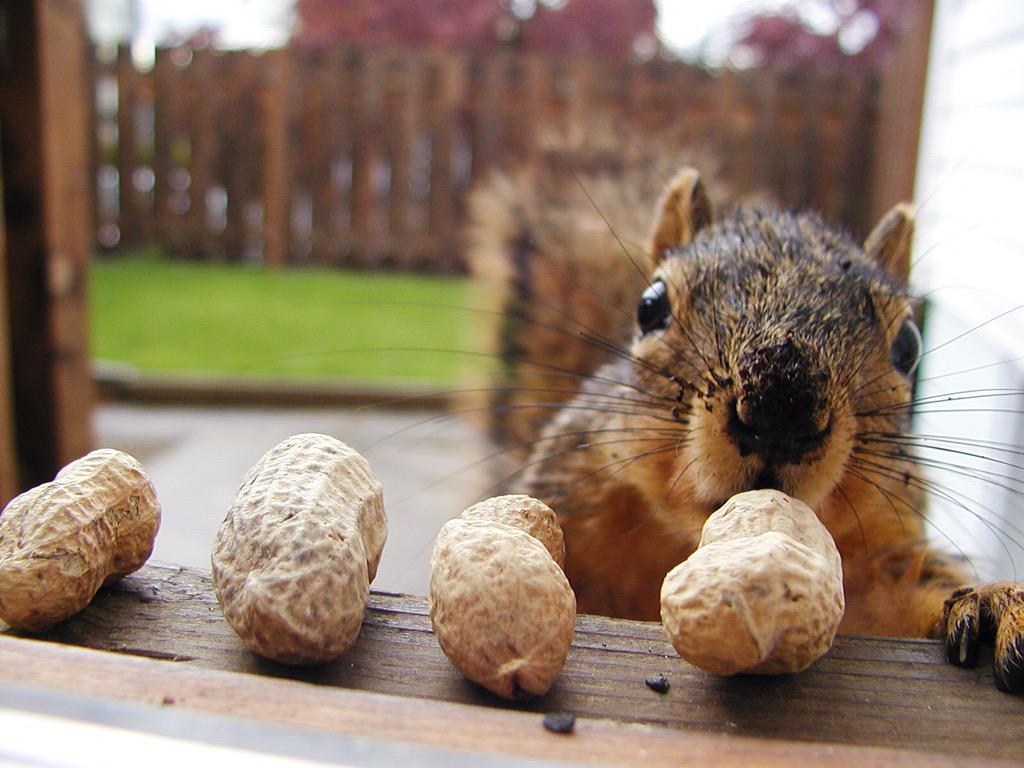 Squirrel Pics (@squirrel_pix) on Twitter photo 