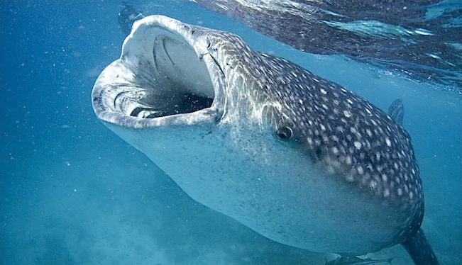 Китовая акула. Акула которая ест планктон. Китовая акула. Китовая акула питается планктоном. Китовая акула.