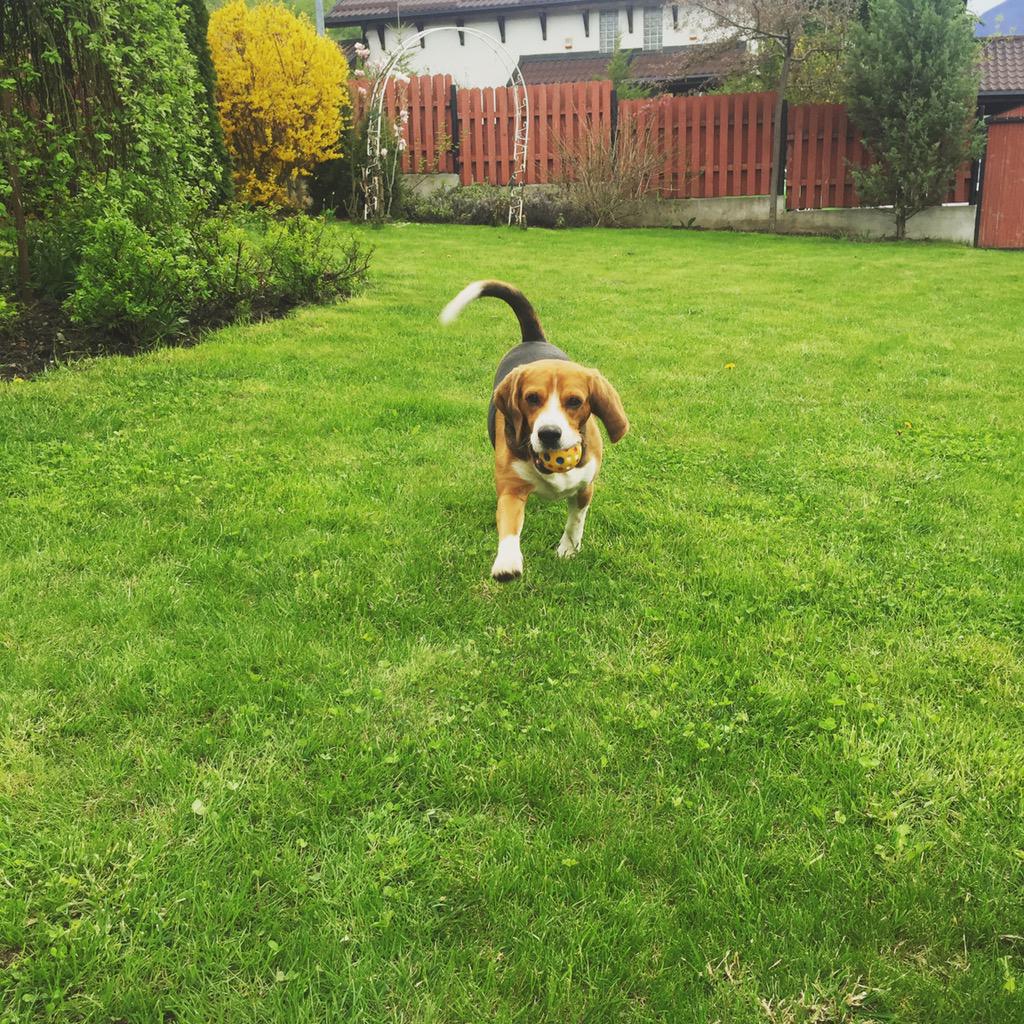 ctatomirsuciu's tweet image. Petrica