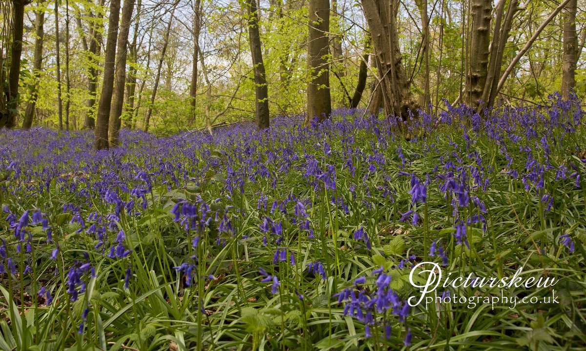 PicturskewPhoto's tweet photo. #bluebellwood #coarmagh #loughgall @News_Letter @BelTel @PSNIArmagh @AP_Magazine @wextweets #WexMondays http://t.co/4XV9doTPC6