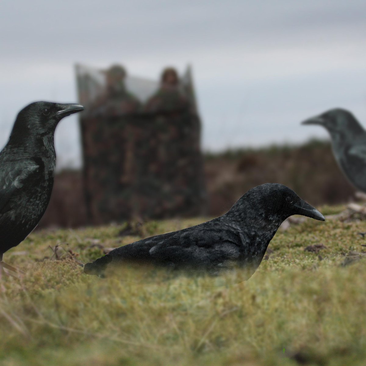 Connaissez-vous la régulation des corvidés ? 
Découvrez comment bien débuter cette chasse : bit.ly/1E0bntl