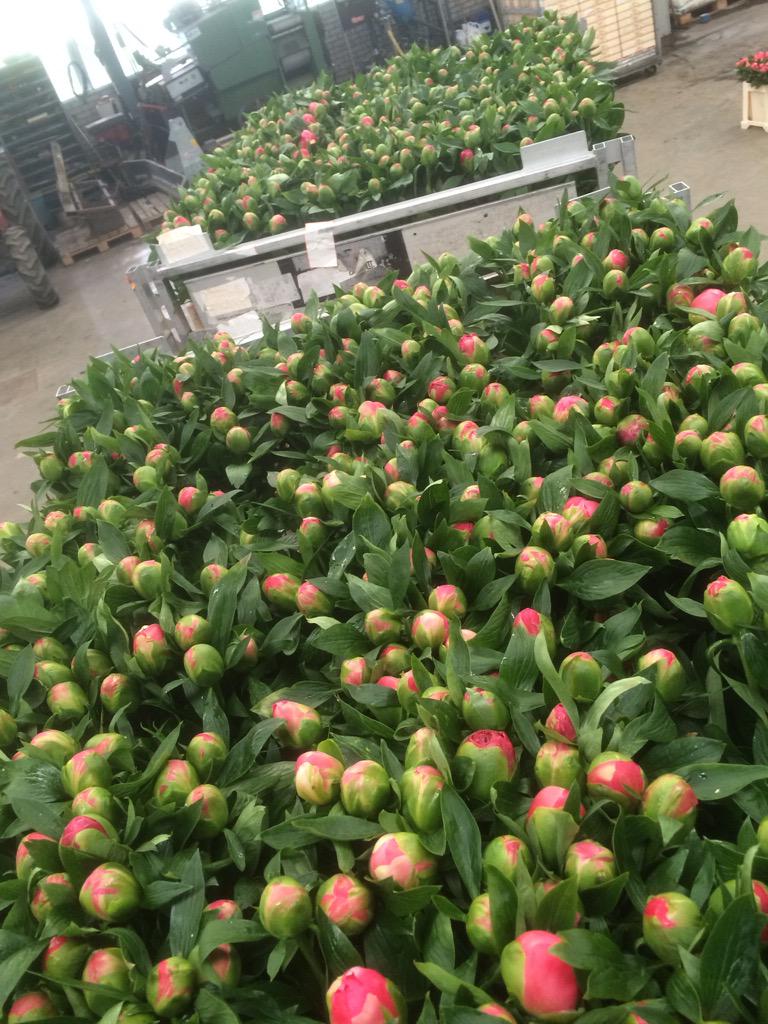 Vandaag eerste #pioenen#geoogst.