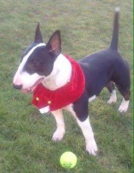 <a href="/TopDogLondon/">TopDog London</a>  URGENT please read and RT Monty's story to get him home to sick owner.  goo.gl/1OKh6U