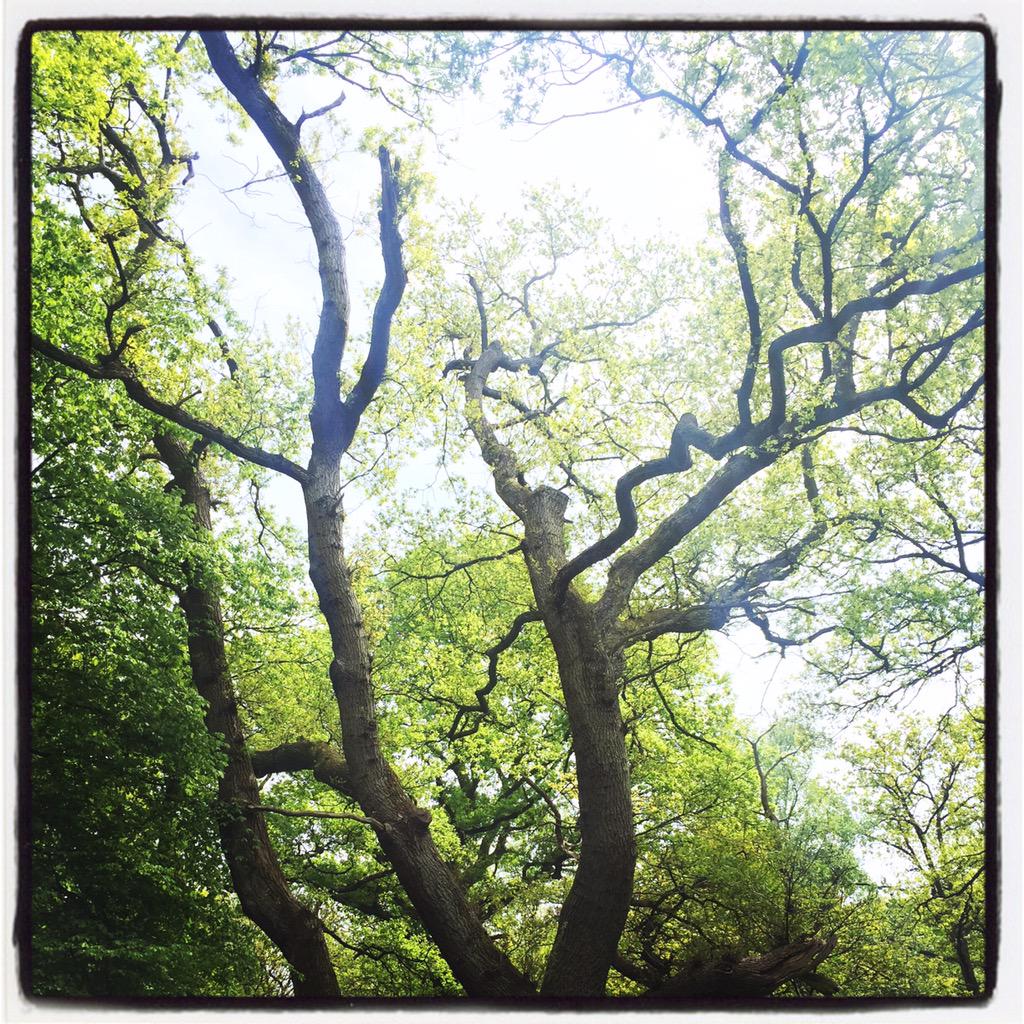 Didn't spot a single womble!