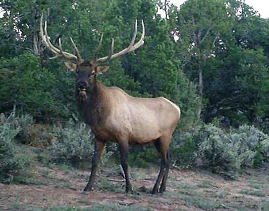 A low impact elk hunt for 2 just opened up. Ground blinds, hotel stay, 4x4 access, 2 rivers, farm fields, &amp; OTC tags!
