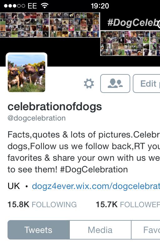 dogcelebration's tweet photo. Didn't realise the time ...The winner #DogCelebrationComp is @BullyMiaTJ congratulations.Thank you to ALL who entered http://t.co/YfkPBVJQoT