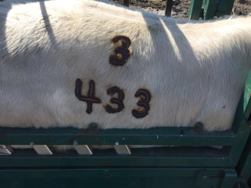 Myhre_Hans's tweet photo. Finally got the 2yr old bulls branded and moved out of the yard #charolais #permanentidentification http://t.co/v9ujv6LJAa