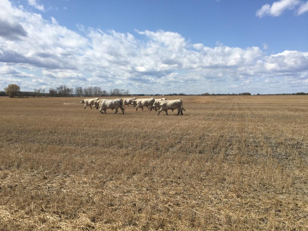 Myhre_Hans's tweet photo. Finally got the 2yr old bulls branded and moved out of the yard #charolais #permanentidentification http://t.co/v9ujv6LJAa