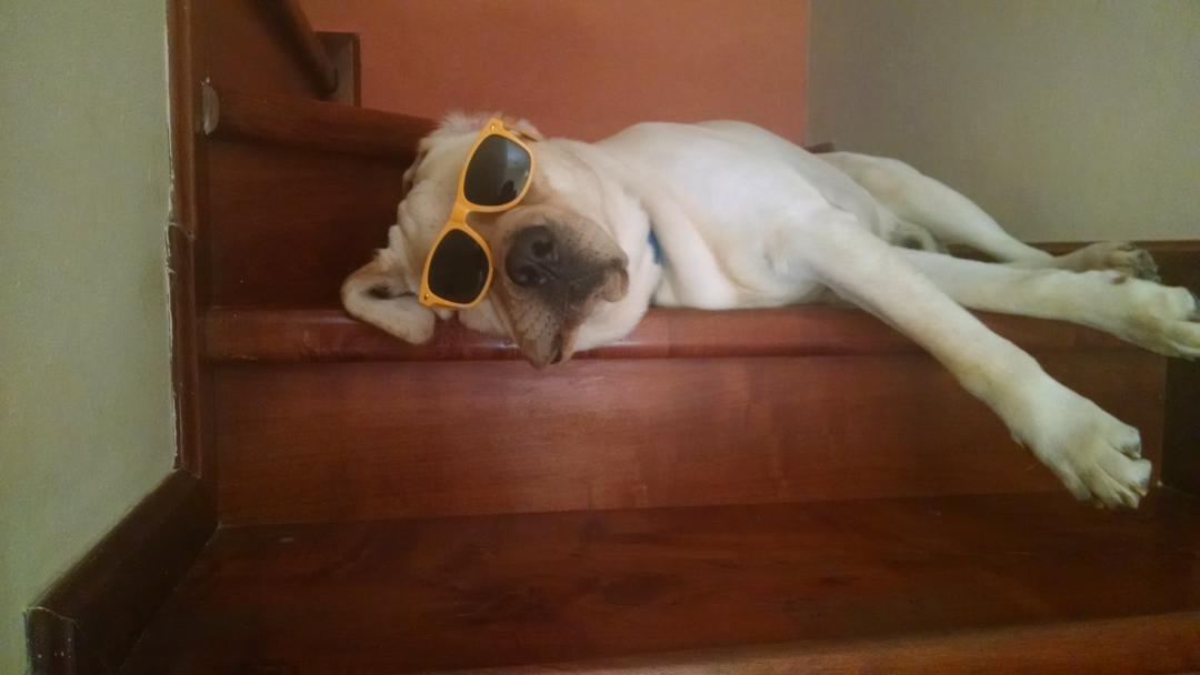 JoseCortese's tweet photo. I'm feeling supersonic give me gin and tonicccccccc 😎 #PerroTop http://t.co/aQBpcGKPNO