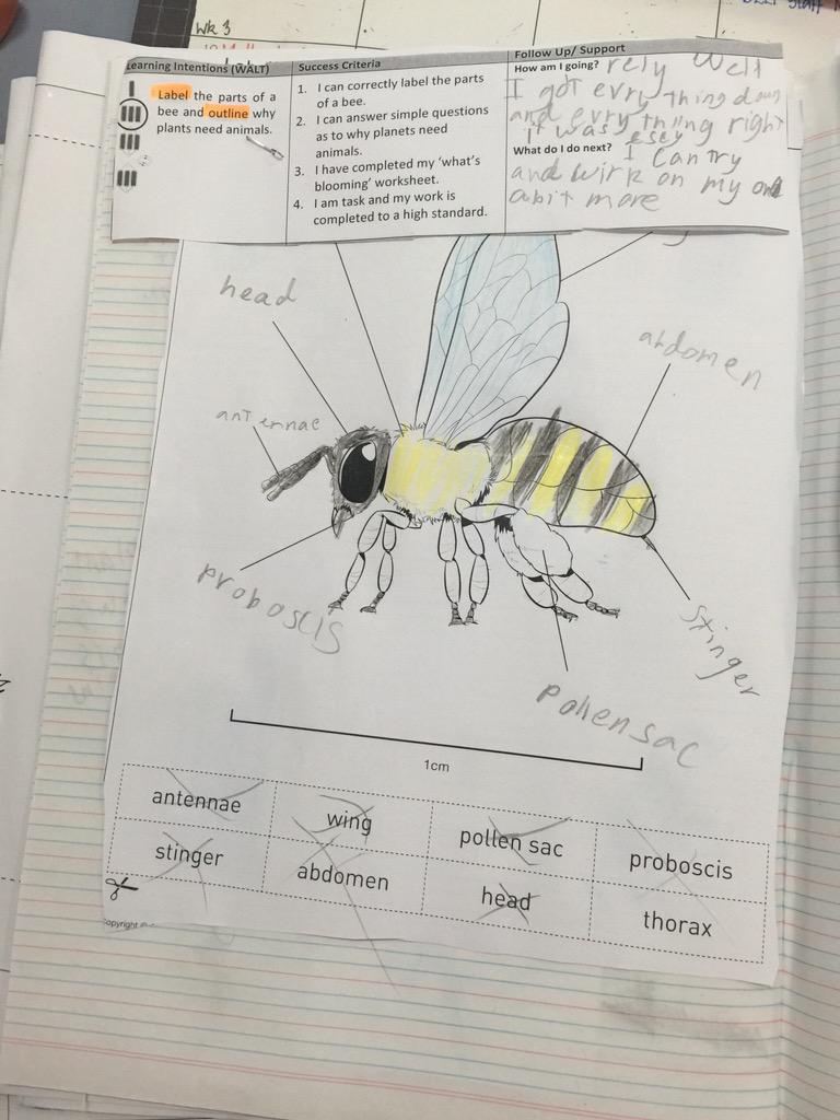 LachHull's tweet photo. Testing our #SOLOTaxonomy student learning intention/reflection sheets #smallsteps #proudtoteach #feedup #feedback http://t.co/qr0wIUUnjq